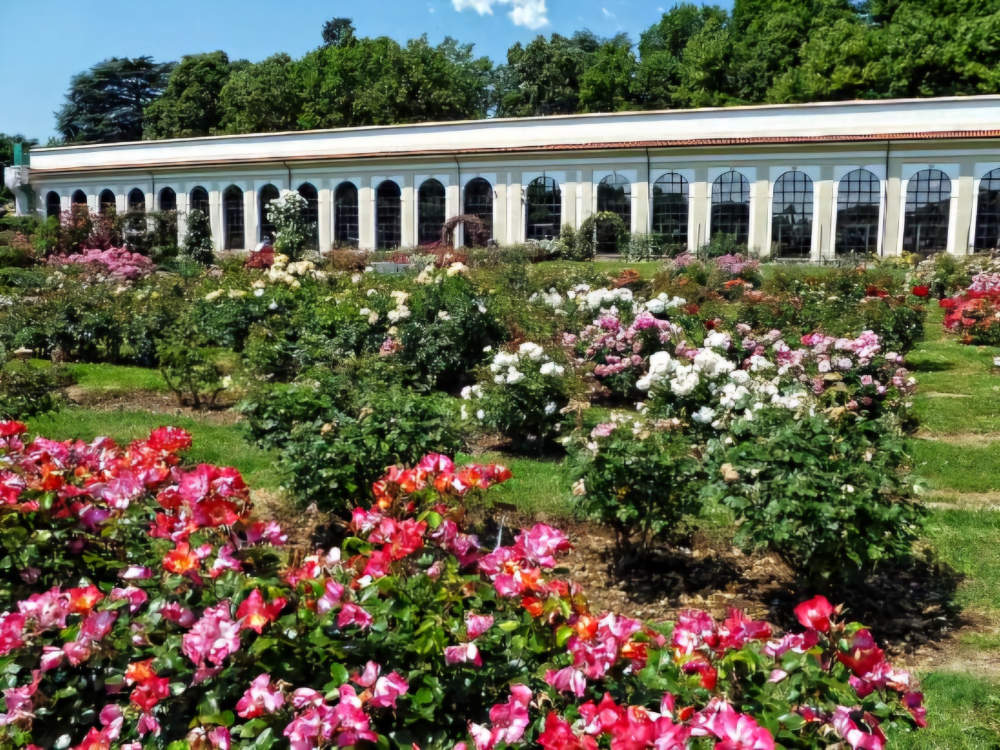 veduta del roseto della villa Reale di Monza